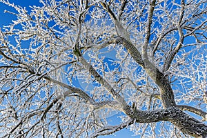 Frozen tree branches