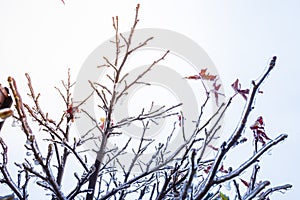 Frozen tree branches during winter with thick layer of ice covering branches