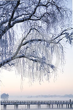 Frozen Tree and Bridge on an Alpine Lake