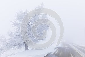 Frozen tree and car driving in the fog along the road