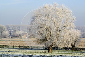 Frozen tree in the countryside.