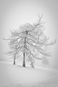 Frozen tree in a fog. Black and white