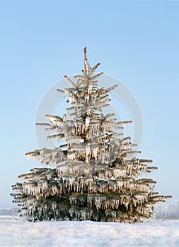 Frozen tree after ice storm