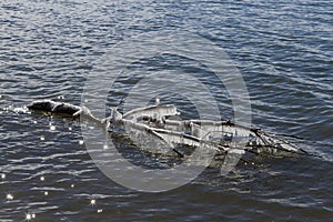 Frozen Tree Limb Floating On A Sparkling Lake