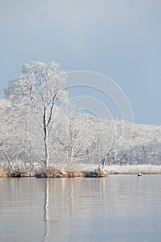 Frozen tree reflected in water in winter lake landscape