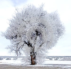 Frozen Tree with snow on the ground