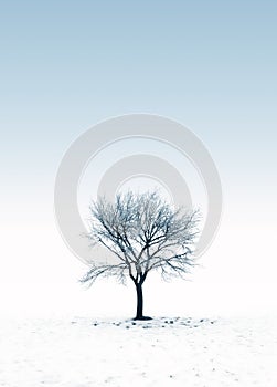 Frozen tree on a snowy day