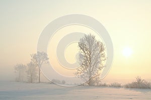 frozen tree on a snowy field illuminated by the rising sun in foggy winter weather at end of december frosted trees during sunrise