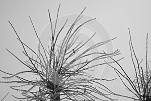 Frozen tree top in the winter rain