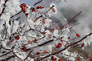 Frozen tree photo