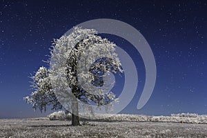 Frozen tree under winter stars