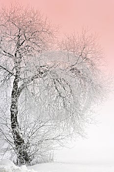 Frozen tree in winter