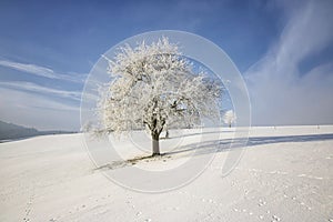 Frozen tree on winter field and blue sky