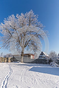 Frozen tree on winter field and blue sky