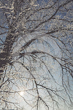 Frozen tree on winter field and blue sky