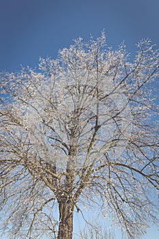 Frozen tree on winter field and blue sky