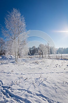 Frozen tree on winter field and blue sky