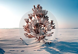 Frozen tree on winter field and blue sky