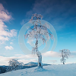 Frozen tree on winter field and blue sky Winter landscape - frosty trees in snowy forest in the sunny morning. Christmas