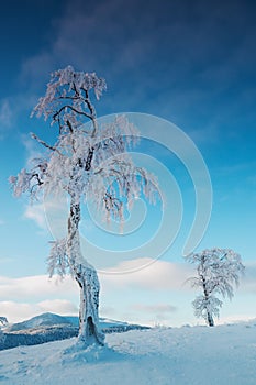 Frozen tree on winter field and blue sky Winter landscape - frosty trees in snowy forest in the sunny morning. Christmas