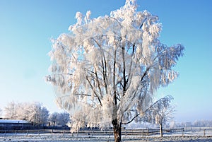 Un albero coperto innovare 