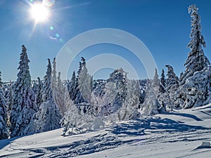 frozen tree in the winter in mountains