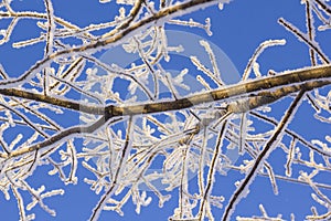 Frozen tree on winter. Snow covered trees in front of blue sky. Winter frost forest. Close up.
