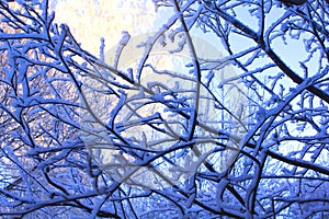 Frozen tree on winter. Snow covered trees. Winter frost forest. Close up. Blue skies