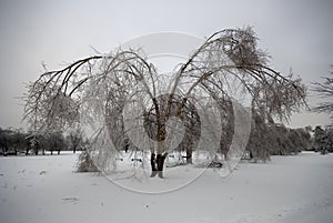 Frozen tree in winter storm