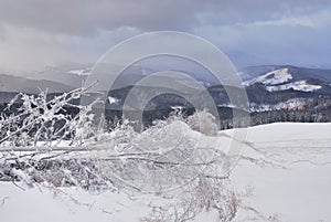 Frozen treen in mountain