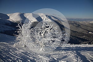 Frozen trees