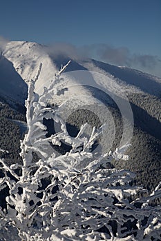 Frozen trees 2