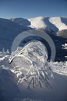 Frozen trees 3