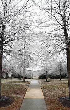 Frozen Trees