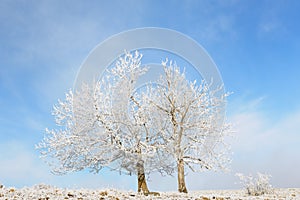 Frozen trees
