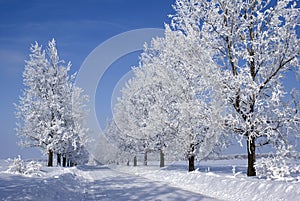 Frozen trees