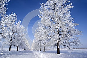 Frozen trees