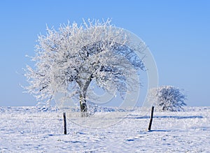 Frozen trees