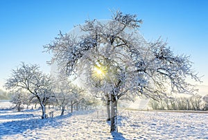 Frozen trees