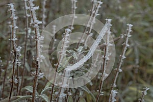 frozen trees and branches with ice and fog