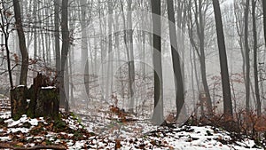 Frozen trees, bushes and stumps in a dark mystical, terrible, foggy winter forest.