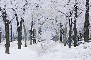 Frozen trees on city lane