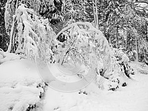 Frozen trees in the cold forest winter snow