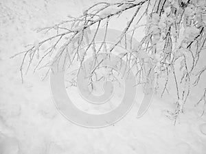 Frozen trees in the cold forest winter snow