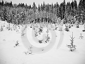 Frozen trees in the cold forest winter snow