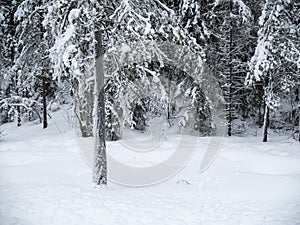 Frozen trees in the cold forest winter snow