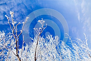 Frozen trees with cool blue winter sky