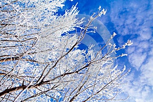 Frozen trees with cool blue winter sky