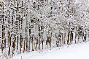 frozen trees covered with snow at cloudy winter day at edge of forest