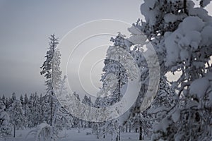 Frozen trees covered in white snow on a winter lapland landscape forest in Rovaniemi